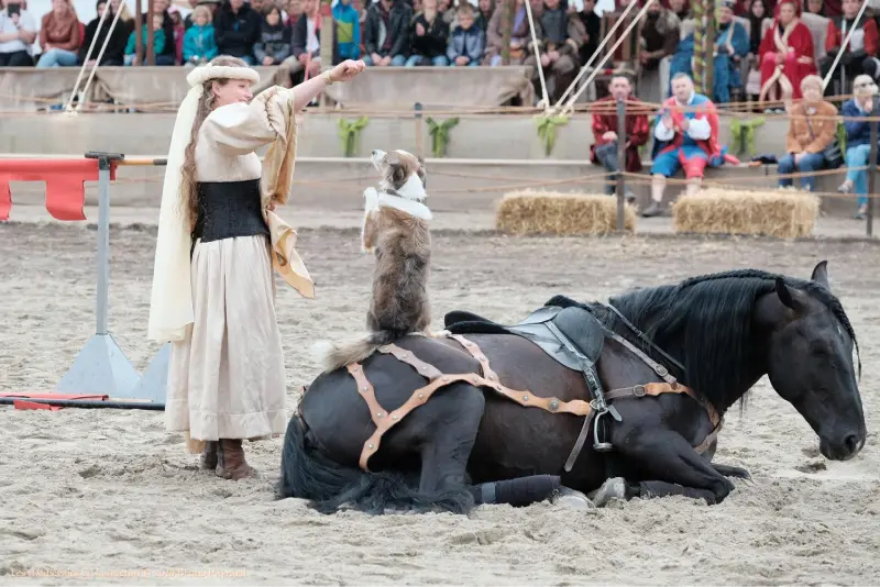 Dressage