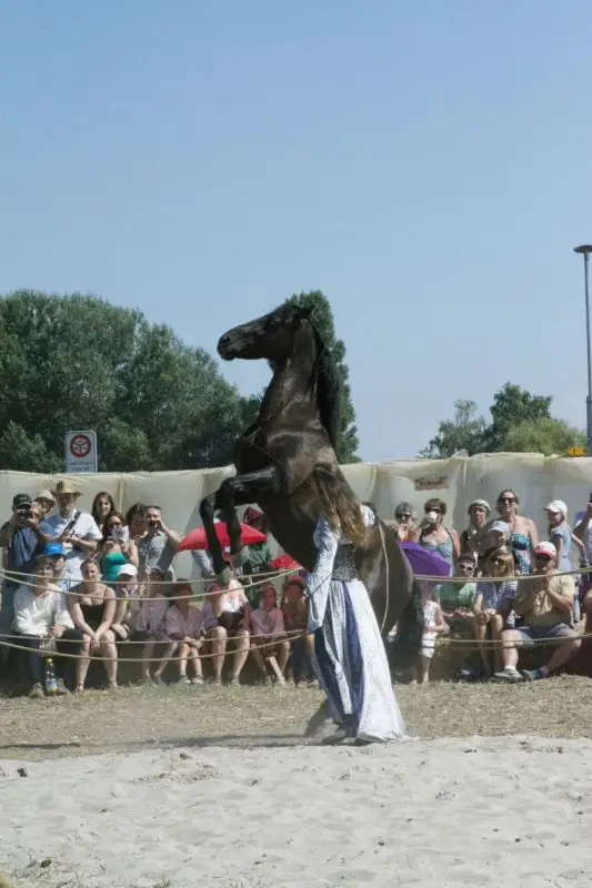 Dressage et crinière spéciale