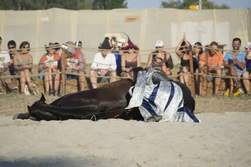 dressage et câlin