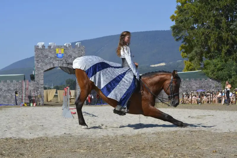 Dressage du cheval - élégance et délicatesse
