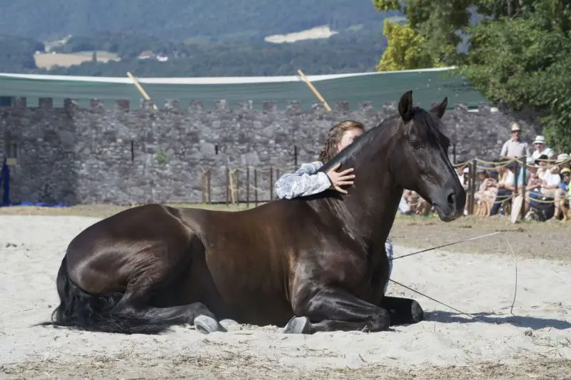 Cheval majestueux avec sa dresseuse - dressage et amour