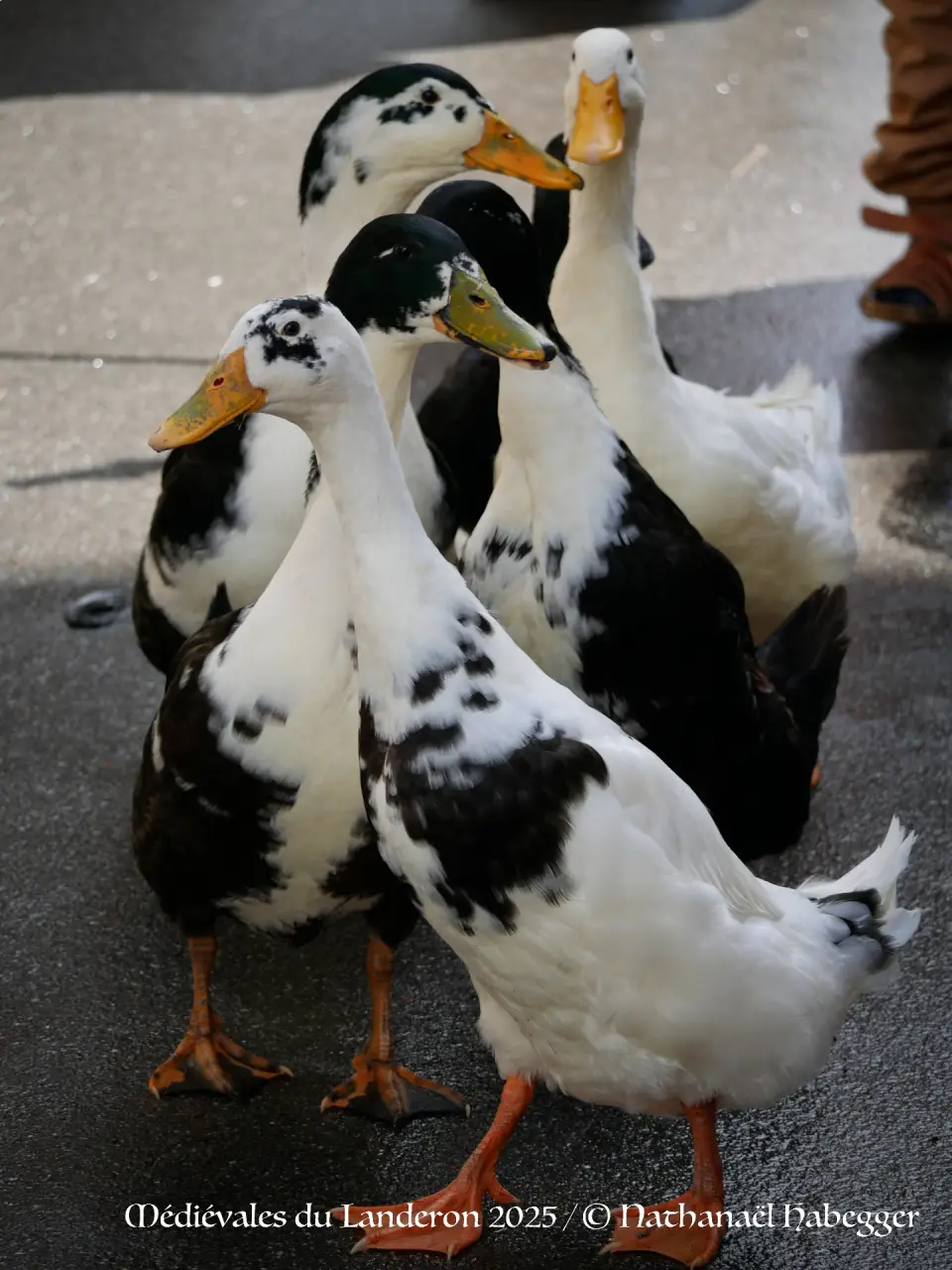compagnie Comme des Canards