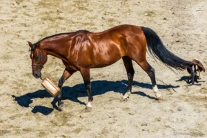 Cheval sur le départ avec sa valise