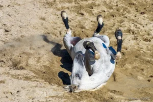 Cheval se roulant dans le sable