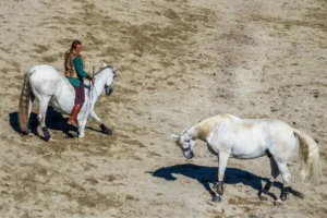 Courbettes de chevaux
