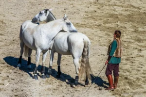 Câlins entre 2 chevaux blancs