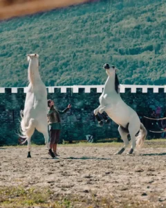 2 chevaux blancs font les beaux