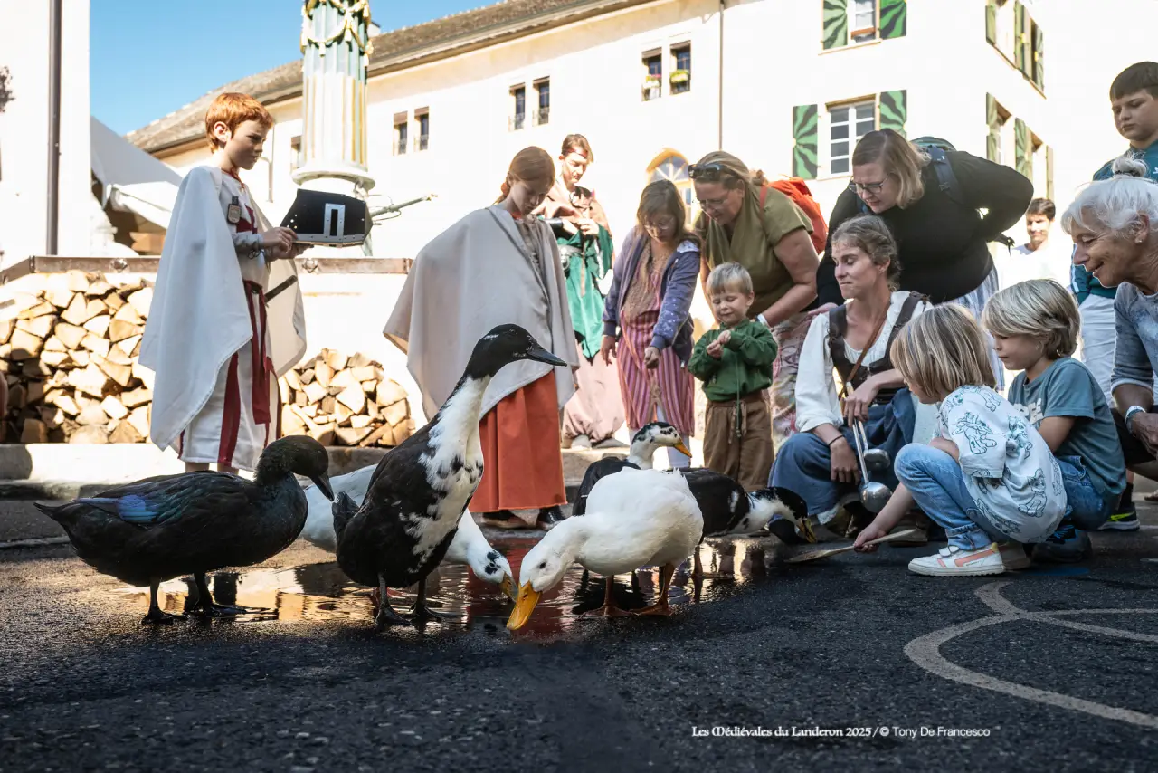 Pause dans la marre lors de la déambulation des canards