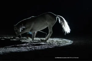 Courbette d'un cheval en contre-jour dans la lumière du spot