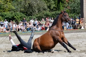 Cavalier se fait "éjecter" par son cheval